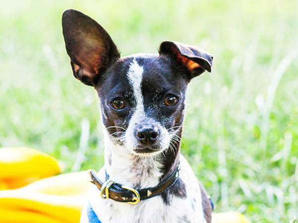 Hot weather safety tips for your pets