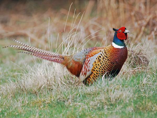 Habitat is critical for pheasants during long, hard winters