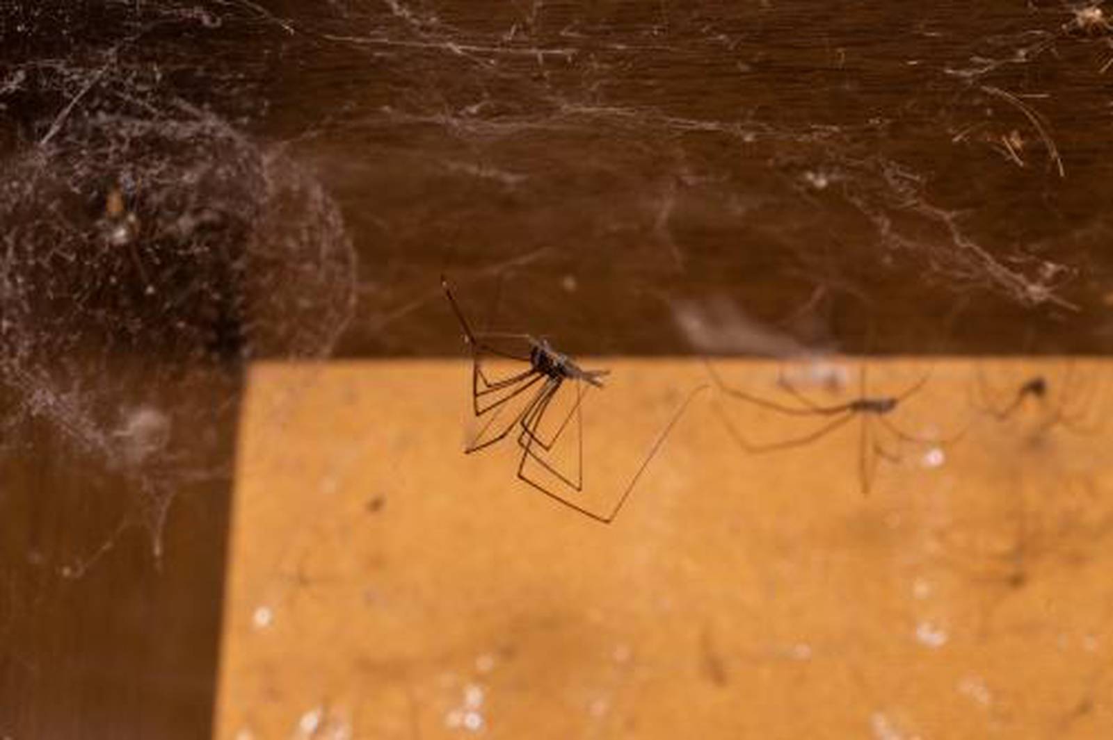 Spiders in the home are no cause for worry Newton Daily News