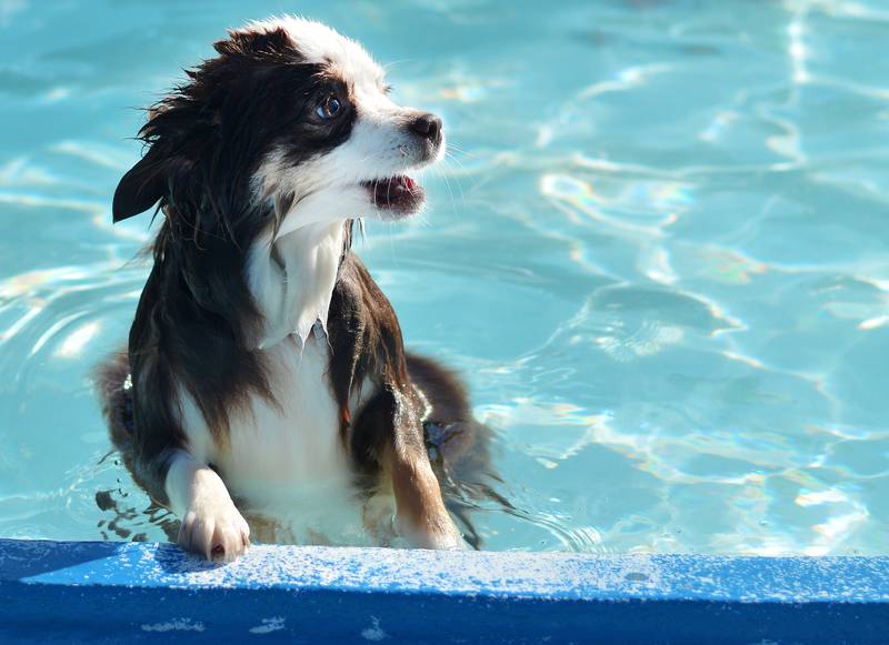 Community members bring their canine companions to the Maytag Pool Dog Swim on Sunday, Aug. 17 at Maytag Park in Newton.