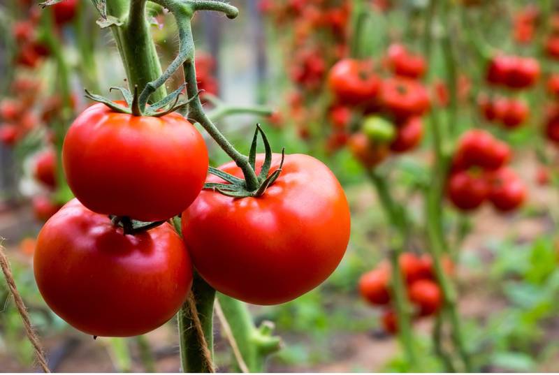 Gardeners of all experience levels will have the opportunity to learn how to improve their garden yields, work with changing environmental conditions and design their ideal garden with the 2024 Home Gardening Webinar series.