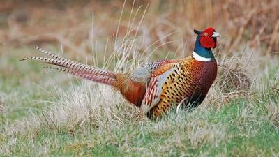 Habitat is critical for pheasants during long, hard winters