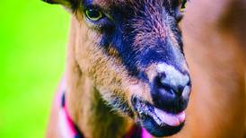 OWLS to welcome ‘Goats on the Go’