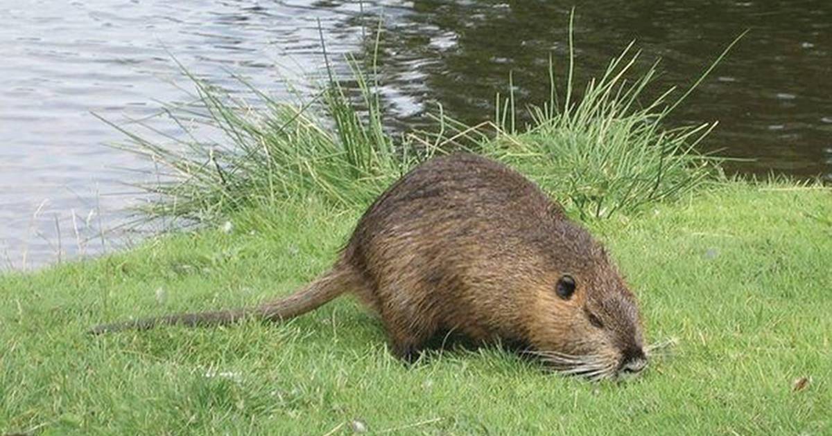 High Muskrat population to blame for low water level in Rec pond