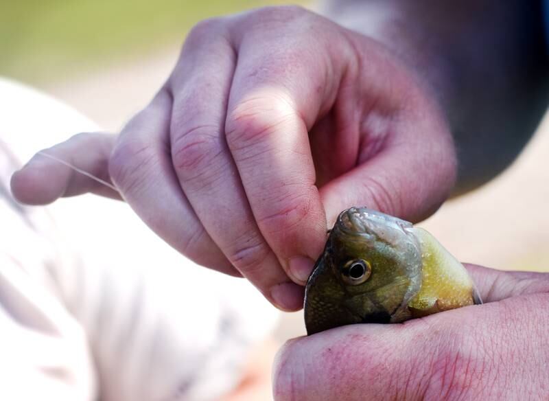 Young anglers catch bluegills and bass (and sometimes softshell turtles) during the Youth Fishing Derby on June 3 at Quarry Springs in Colfax.