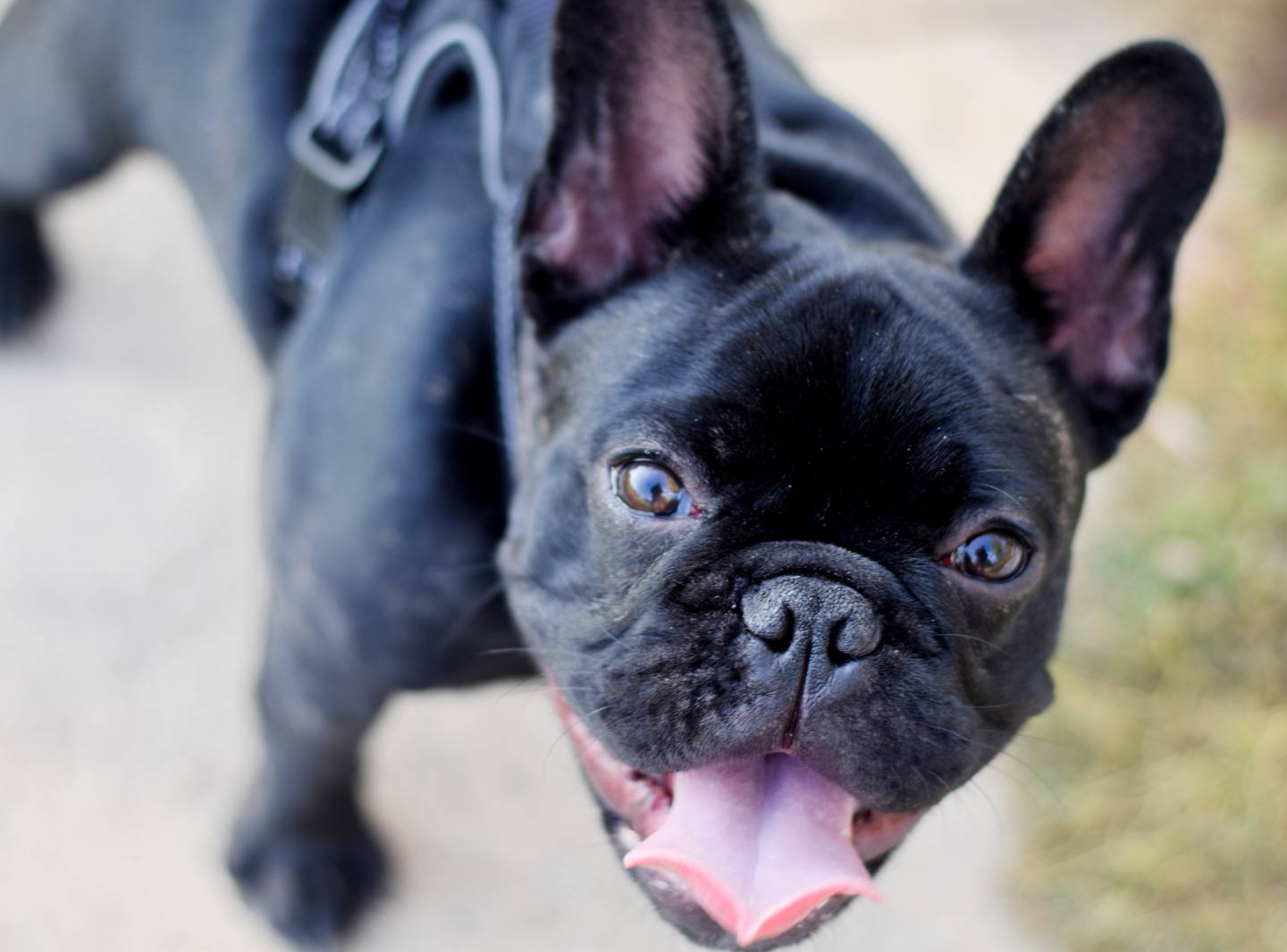 Sunset Dog Park had a ribbon cutting ceremony on Oct. 2 in Newton. The dog park, located in Sunset Park, features fenced-in areas for small and large breeds.