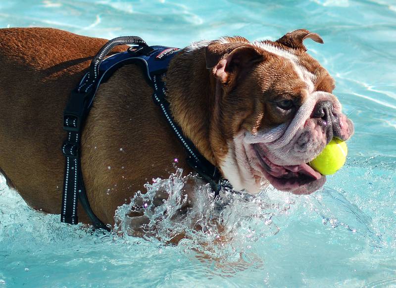 Community members bring their canine companions to the Maytag Pool Dog Swim on Sunday, Aug. 17 at Maytag Park in Newton.