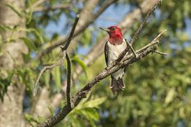 Free Bird Watching and Bagels Program