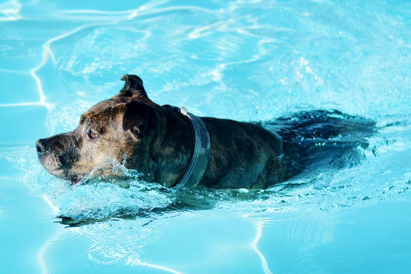 Community members bring their canine companions to the Maytag Pool Dog Swim on Sunday, Aug. 17 at Maytag Park in Newton.
