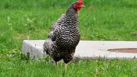 Egg prices prompt resident to request changes to ordinance allowing chickens