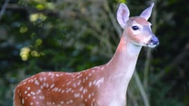 Fawning season has arrived, here’s what you need to know about deer on the move