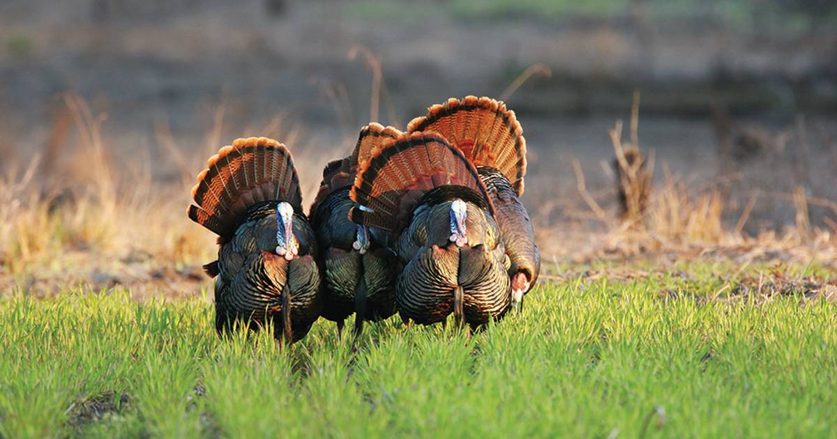 Iowa turkey hunting season begins April 13 Newton Daily News