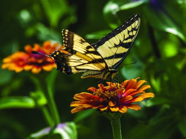 Free Summer Prairie Photography Walk Saturday at wildlife refuge 