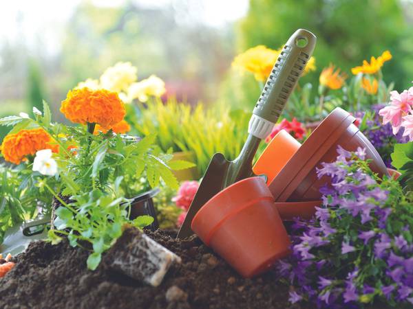 Cut Flower Gardening program to be held at DMACC Inspiration Garden