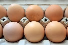 Planning and zoning commission to review urban chicken use