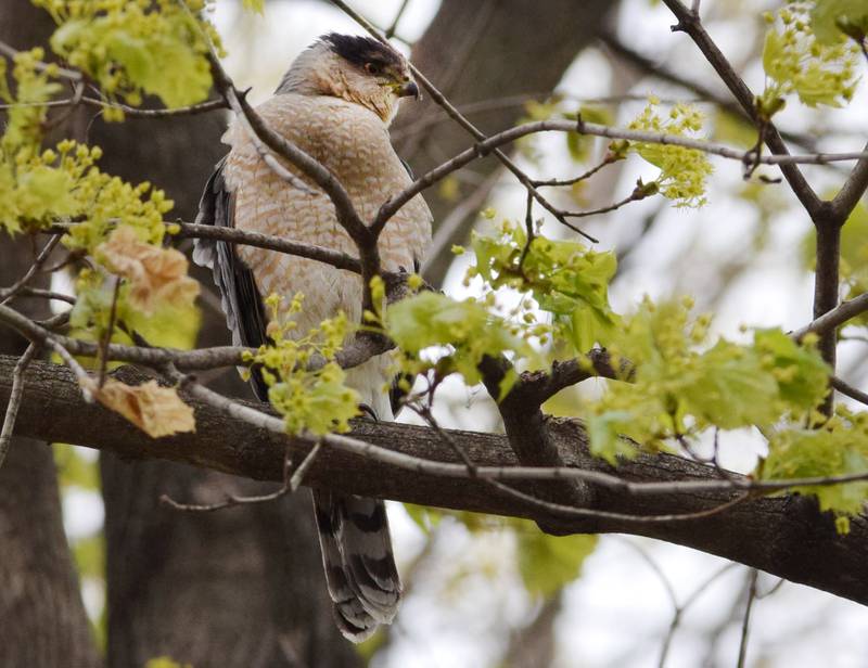 Spring means the birds have returned, and so have their watchers. Jasper County Conservation staff say bird watchers are plentiful and there are many species of birds around the region for hobbyists to find.