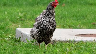 Newton City Council chickens out on proposed changes to poultry ordinance