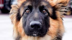 Therapy dog to play important role in mental health of Newton firefighters