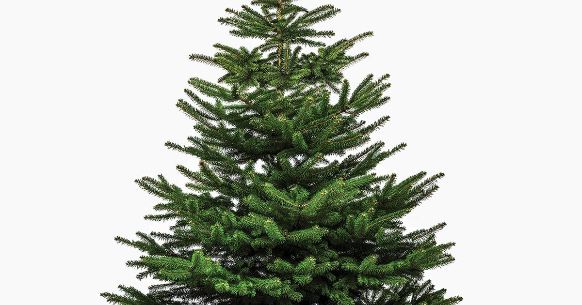 How to properly dispose of Christmas trees Newton Daily News