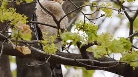 Spring brings Jasper County birds — and their watchers — back to their natural habitats