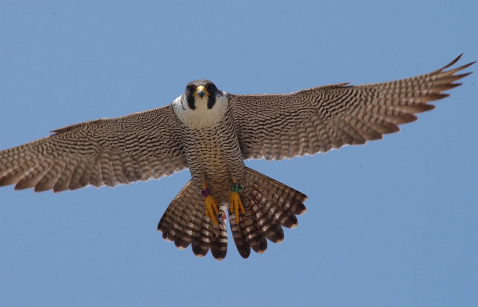 Peregrine falcons building on nesting successes Newton Daily News