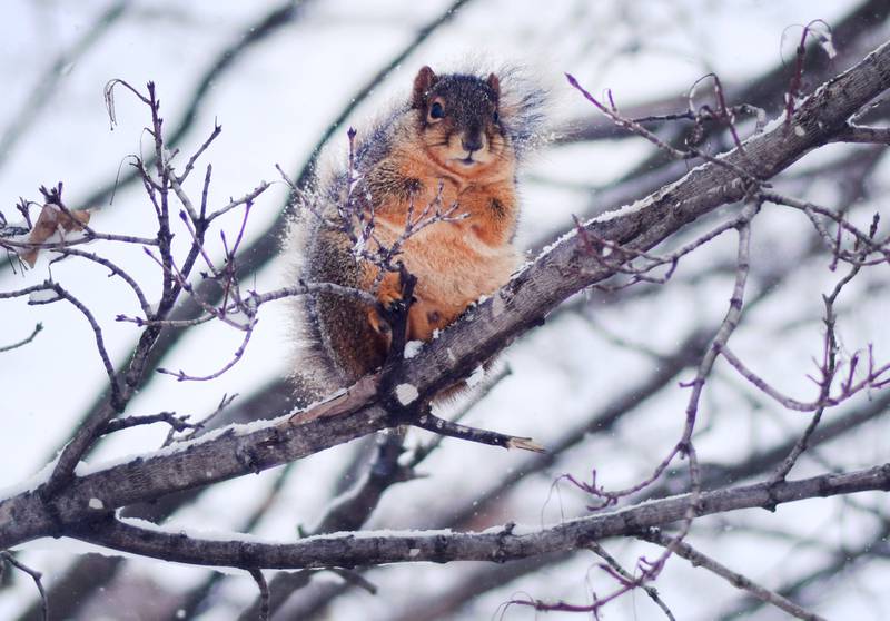 A fox squirrel tucks its arms in and holds its tail against its back to stay warm on a tree in Maytag Park in Newton while a snowstorm blows through the state. The National Weather Service reported 7.5 inches of snow accumulated in Newton from Jan. 8 to Jan. 9, while other areas of the state reported twice that amount.