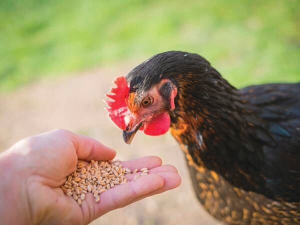 PFI welcomes new cohort of beginning farmers to Savings Incentive Program