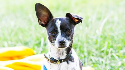 Hot weather safety tips for your pets