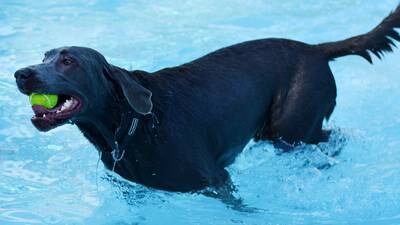 Photos: Maytag Pool Dog Swim 2025