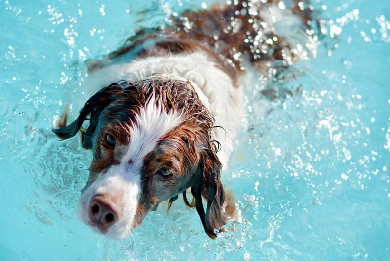 Community members bring their canine companions to the Maytag Pool Dog Swim on Sunday, Aug. 17 at Maytag Park in Newton.