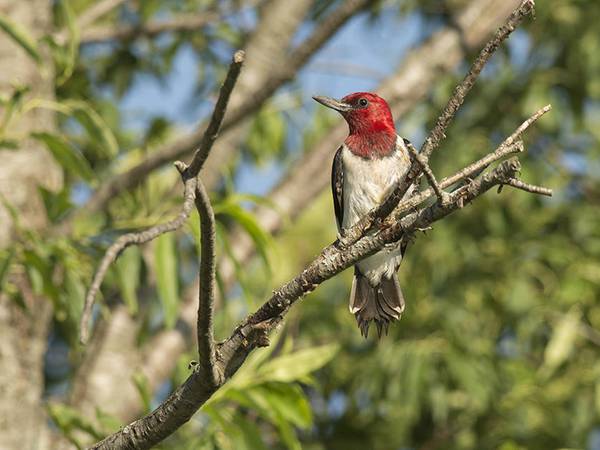 Free Bird Watching and Bagels Program