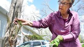 REGROW THE GROVE: Small community whose trees were damaged by derecho gets chance to replant