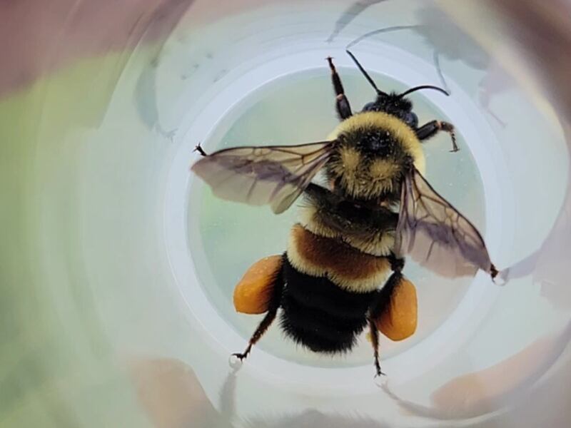 Iowa is home to at least 14 species of bumble bees that play an essential role in sustaining the health of the environment, from pollinating native wildflowers to flowering crops in farm fields and backyard gardens. Unfortunately, several bumble bee species native to Iowa have undergone alarming declines and face an uncertain future.