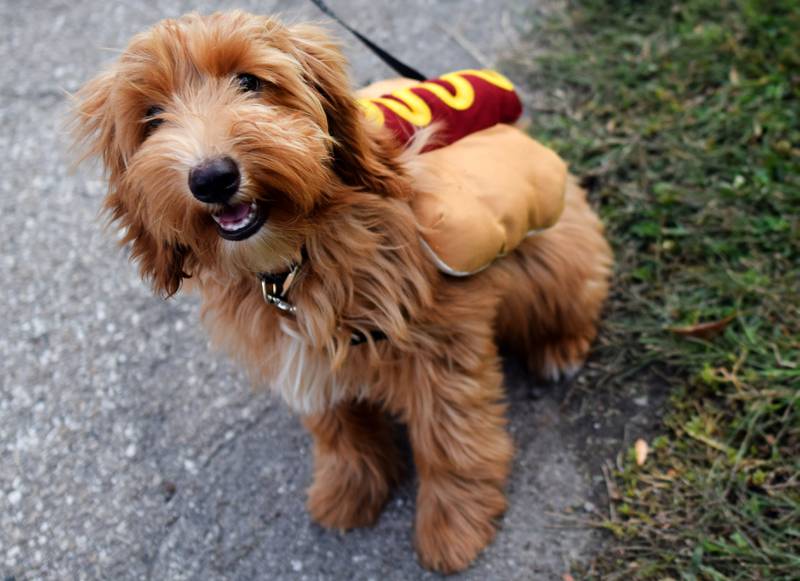 FrankFest attracted a number of businesses and organizations to create unique hot dog dishes for visitors to enjoy on Sept. 21 at Maytag Park. In addition to the Thanks with Franks Hot Dog Contest, this year's FrankFest also encouraged residents with four-legged friends to participate in the Strut Your Mutt Dog Show.