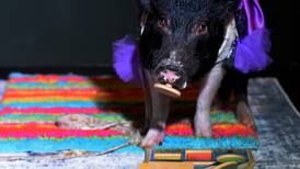 Photos: Joy the mini-pig celebrates 10th birthday at Capitol II Theatre