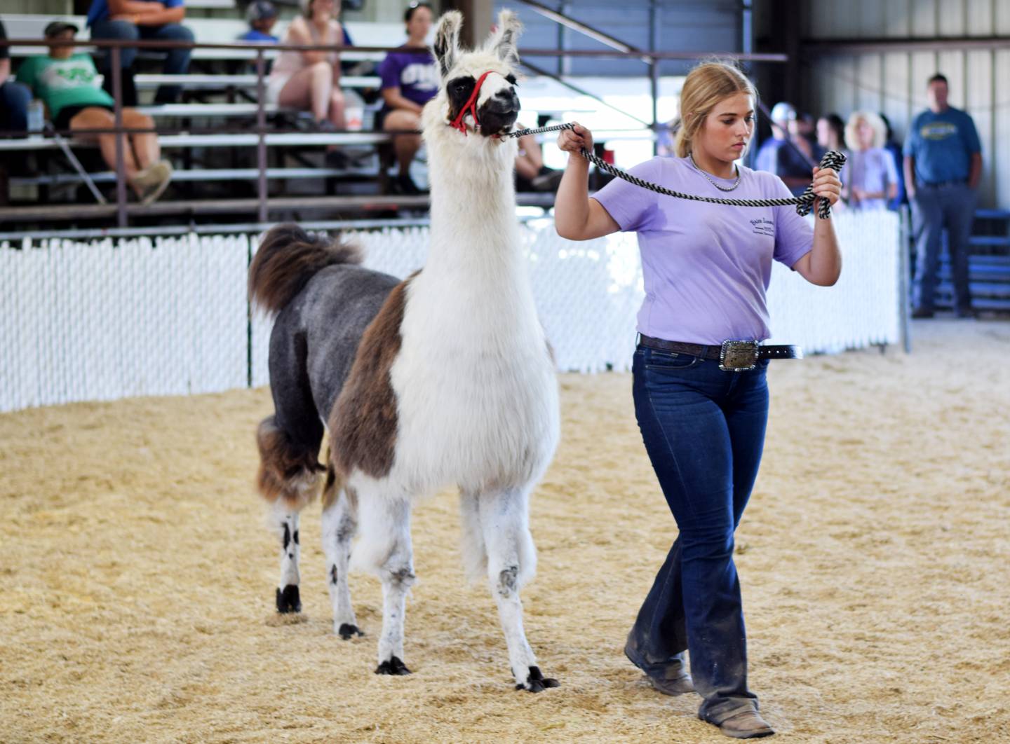 Rylin Titus shows livestock during the Brice Leonard Supreme Showmanship Contest during the Jasper County Fair on July 20 in Colfax.