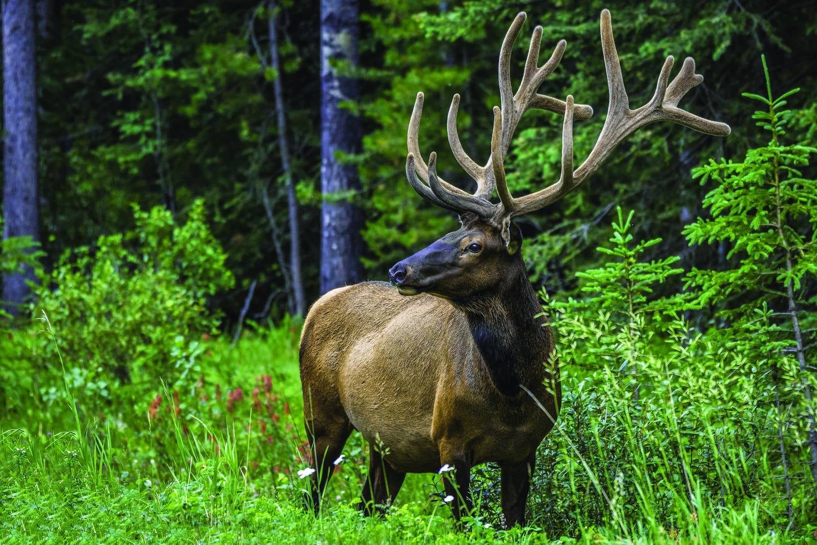 Elk appearing on trail cameras in central and western Iowa Newton