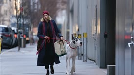 Newton Arboretum and Capitol II Theatre roll out the red carpet for local Great Dane