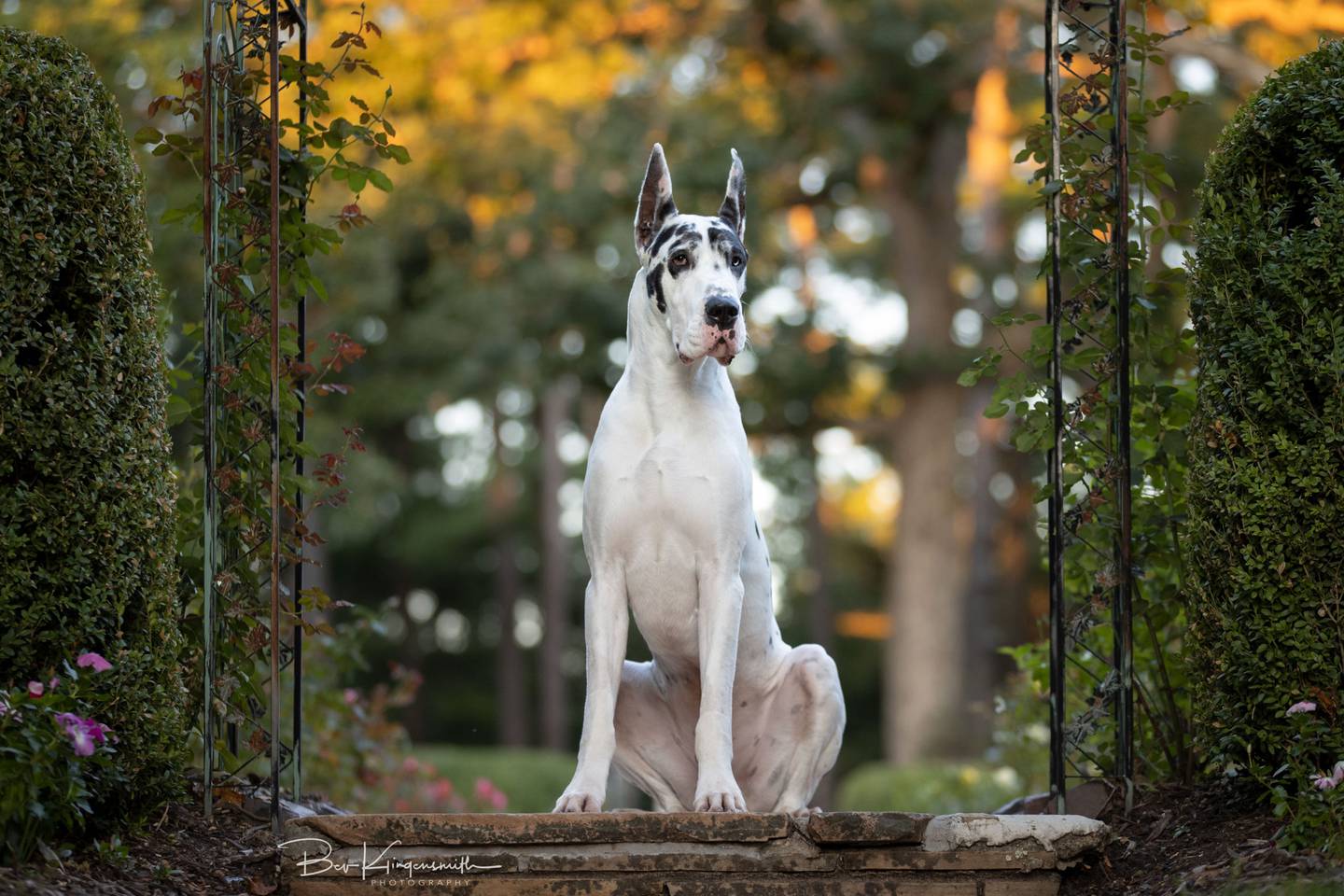 Bing, a Great Dane from Newton, stars in the new movie "The Friend," starring Naomi Watts and Bill Murray.
