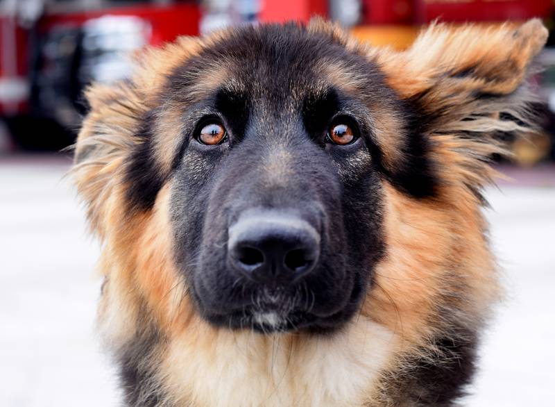 River is a German Shepherd training to be a therapy dog for Newton firefighters and paramedics.