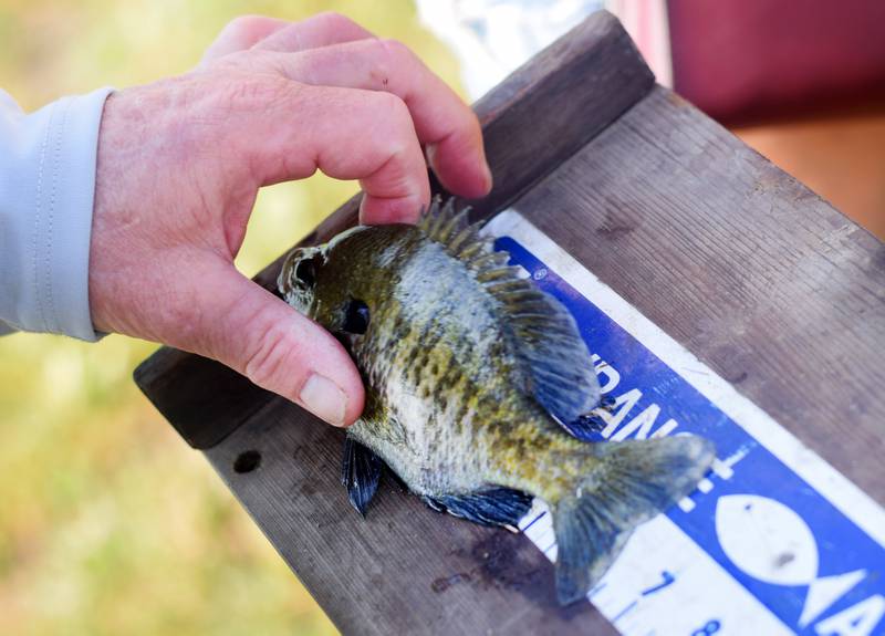 Young anglers catch bluegills and bass (and sometimes softshell turtles) during the Youth Fishing Derby on June 3 at Quarry Springs in Colfax.