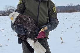Jasper County Sheriff’s Office rescues its second bald eagle in four years
