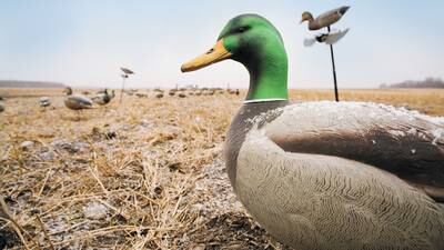 Learn to Hunt program opens registration for waterfowl course