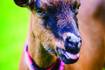 OWLS to welcome ‘Goats on the Go’