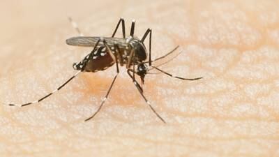 Mosquito control in Colfax