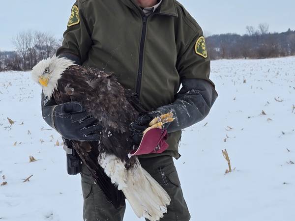 Jasper County Sheriff’s Office rescues its second bald eagle in four years