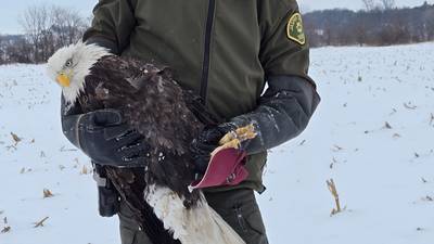 Jasper County Sheriff’s Office rescues its second bald eagle in four years