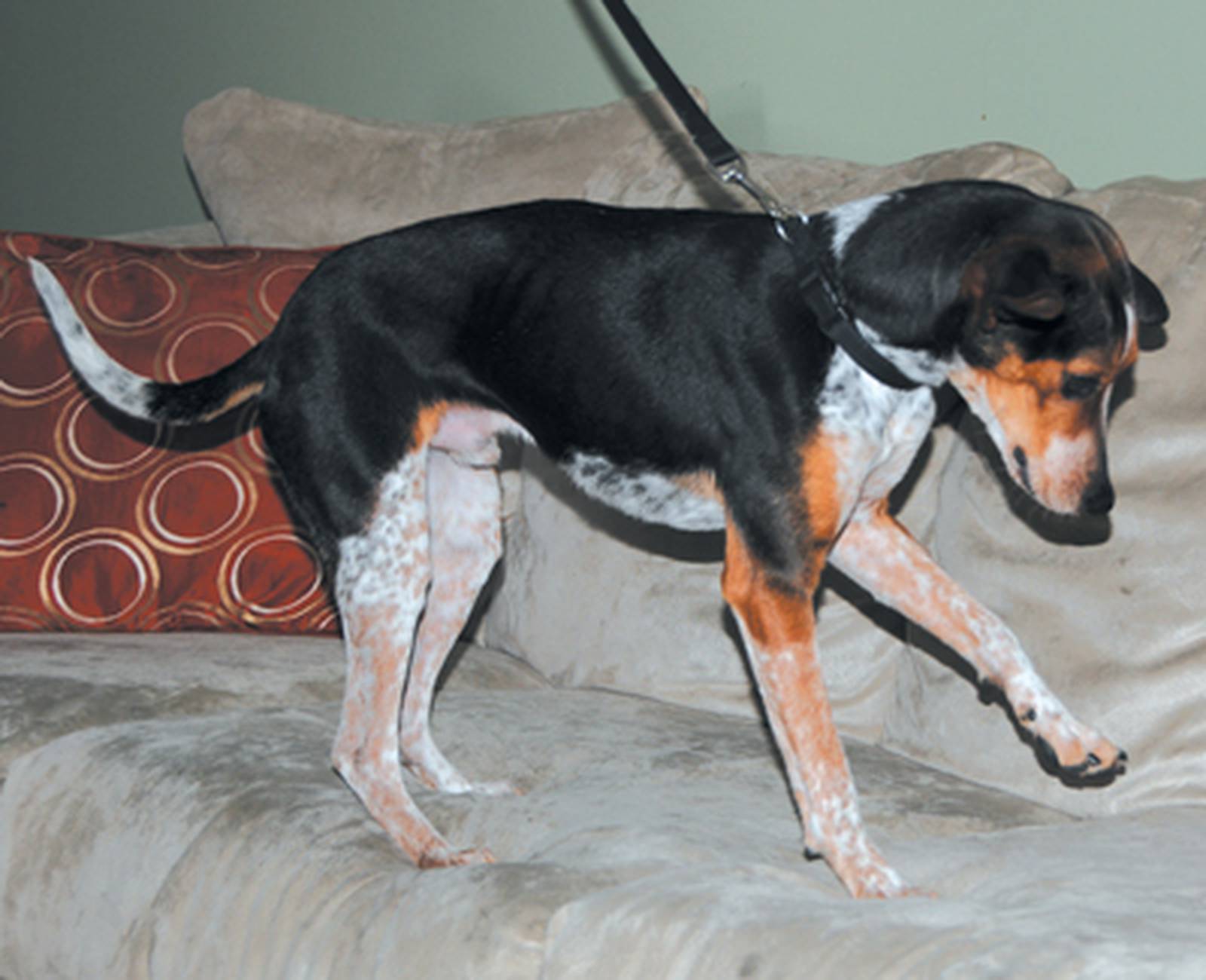 Bed bugsniffing beagle lends a nose Newton Daily News