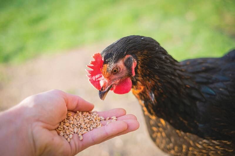 Participants including Catherine Schut of Prairie City, hope to enhance their sustainability efforts, strengthen market strategies and contribute to Iowa’s thriving agricultural community.