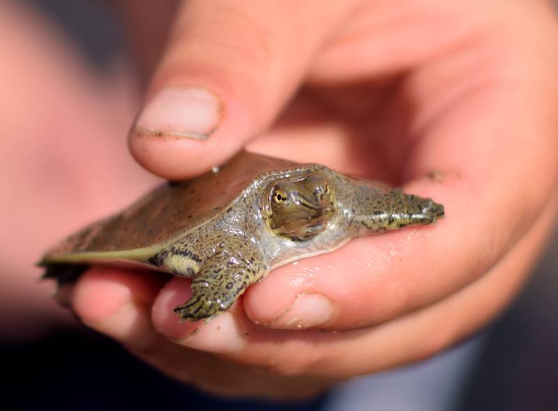 Young anglers catch bluegills and bass (and sometimes softshell turtles) during the Youth Fishing Derby on June 3 at Quarry Springs in Colfax.